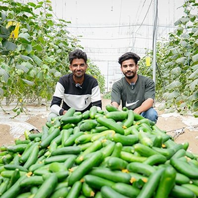 Protected cultivation