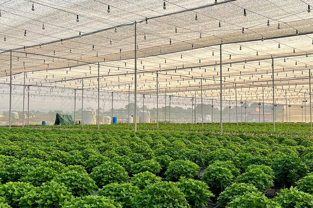 Interior of a commercial net house with rows of crops