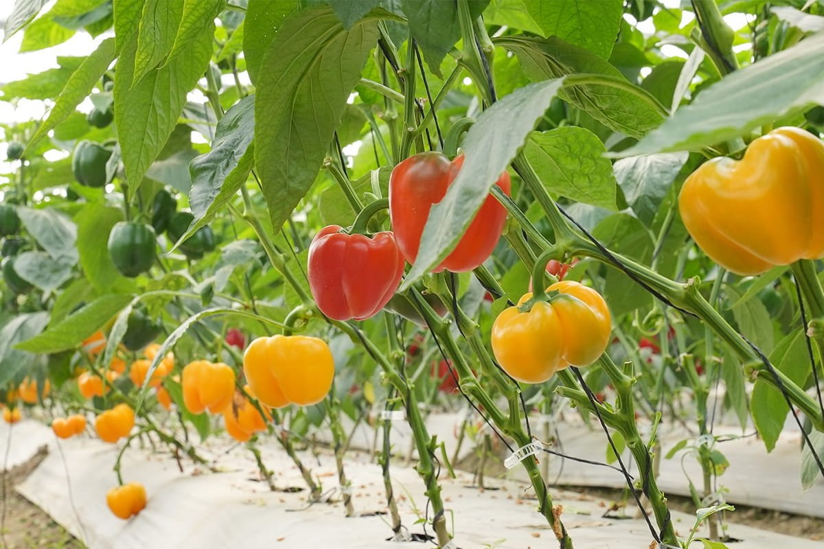 Agrifirst agronomist providing hand-holding support in a commercial net house