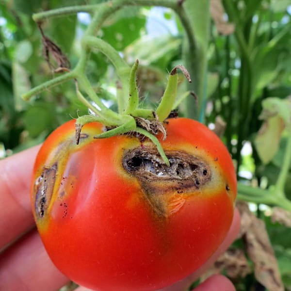Traditional open-field farming exposed to weather and pests