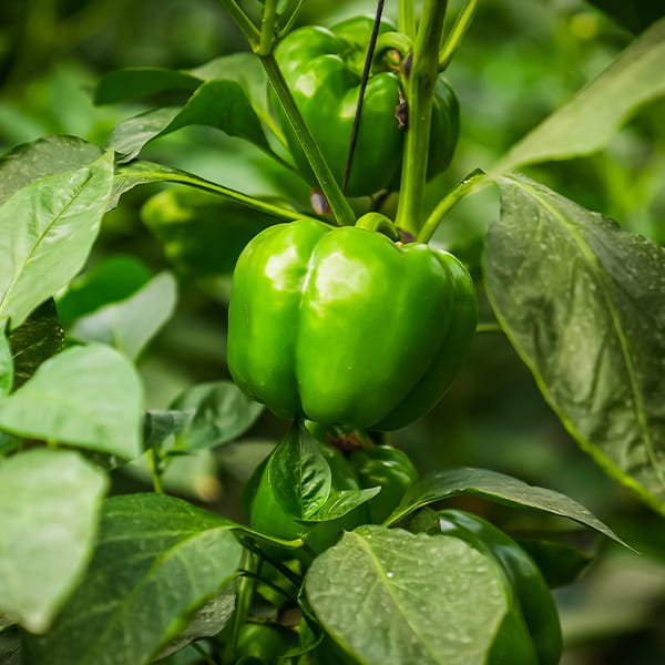 Capsicum grown in a commercial net house