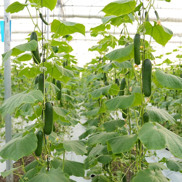 Seedless Cucumber grown in a commercial net house