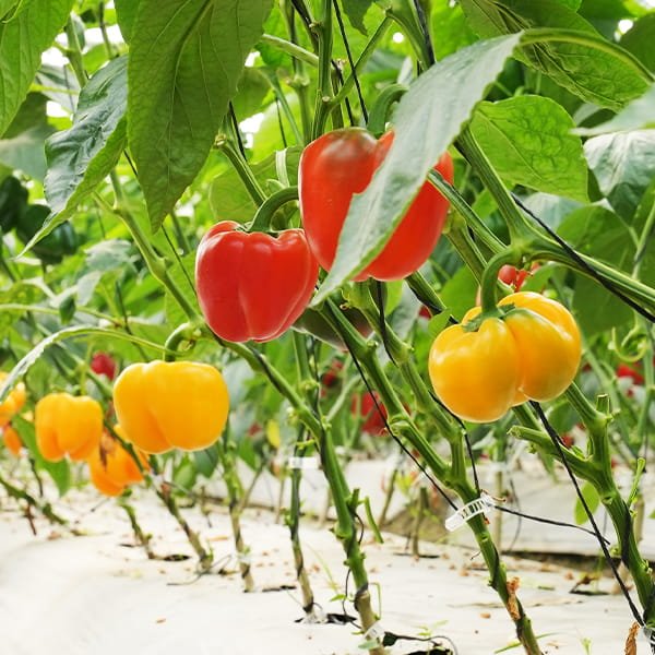Bell Pepper (Coloured) grown in a commercial net house