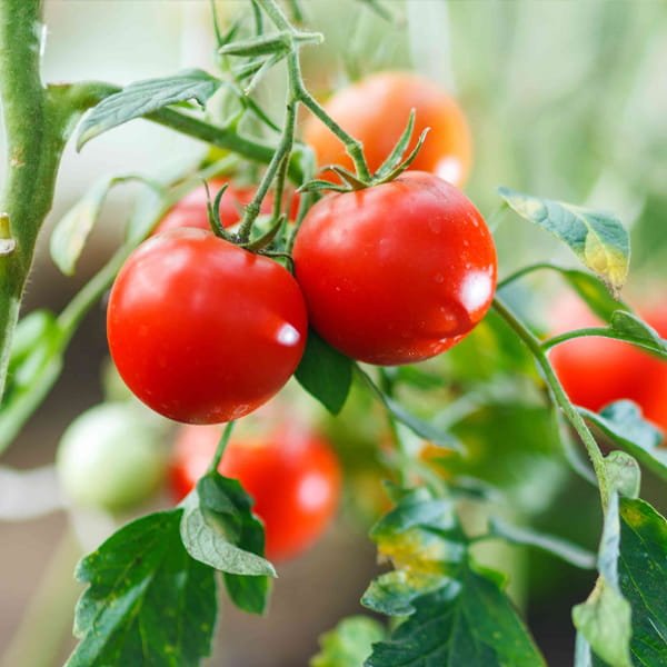 Tomato grown in a commercial net house